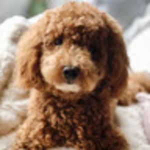 Meet your Posher, Deila